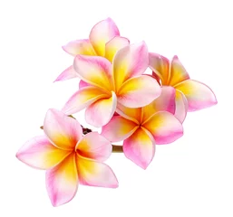 Stickers pour porte Frangipanier fleur de plumeria coloré isolé sur blanc