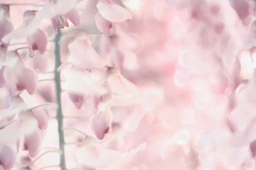 The most delicate flowers of wisteria close-up. Very gentle spring background of blossom of pink flowers. Without focus, artistic pastel delicate blurry effect.
