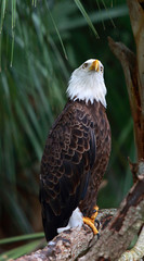 American eagle, front view
