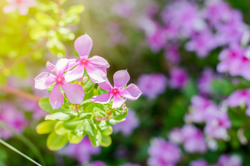 Pink flowers on blur flower background in the garden. For in love and fresh day.