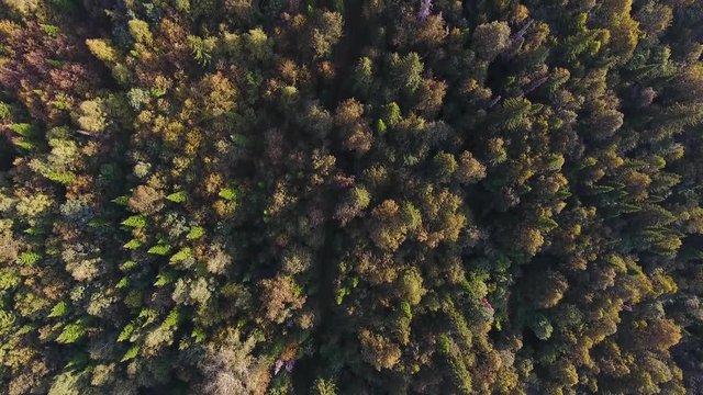 Tracking view from above of autumn mountain forest.