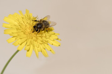 Abeille qui butine du pollen, espèce en danger