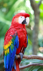 Fototapeta na wymiar Close up of colorful scarlet red macaw parrot