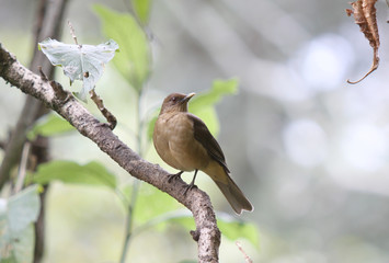 Yigüirro (Turdus grayi),  Costa Rica national bird