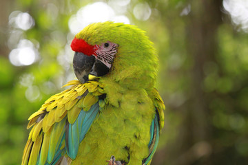 Wild parrot bird, green parrot Great-Green Macaw