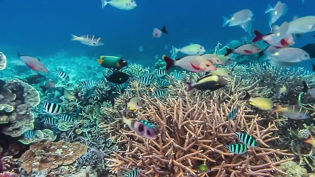 Colorful reef fish swimming above a coral reef in Raja Ampat, Indonesia. Region with the highest marine biodiversity in the world. Best spot for divers and snorkelers