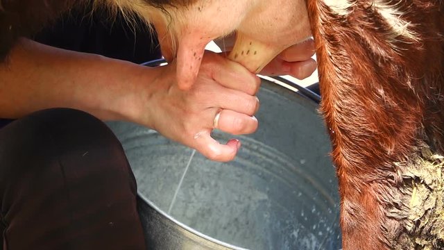 slowmotion  milking of milk on a farm