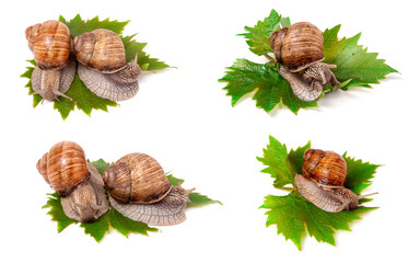 snails crawling on the grape leaves on white background close-up macro. Set or collection