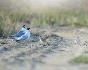 Little tern Sternula albifrons with Two baby birds in the midow