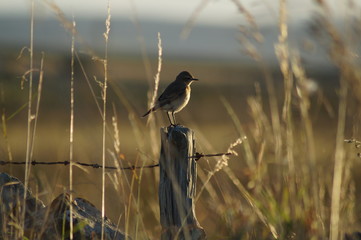 Vogel, Bird, Oiseau