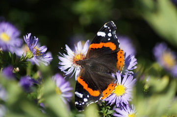 Schmetterling, Butterfly, Papillon, Admiral