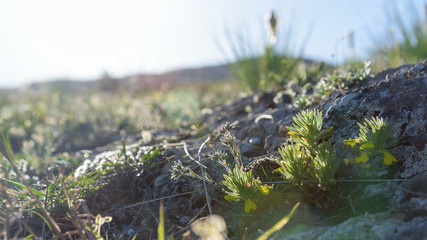 Little yellow wildflower in rays of sunset