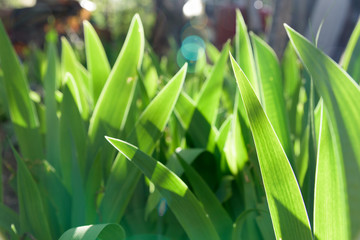 Leaves flower gladiolus sunlight