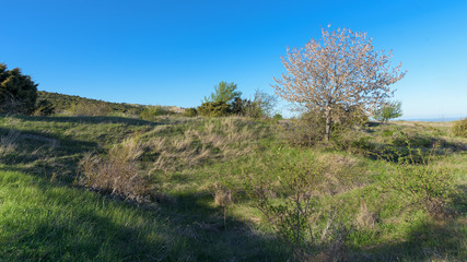 Obraz premium Pink flowering apple tree over nature landscape