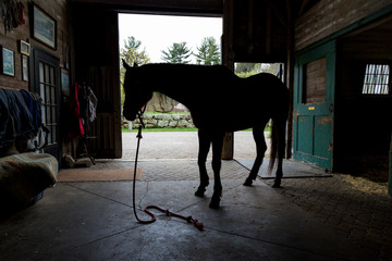 silhouette of horse in barn 