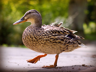 Young wild duck in the park