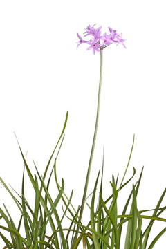 Stem, leaves and flowers of society garlic isolated against white