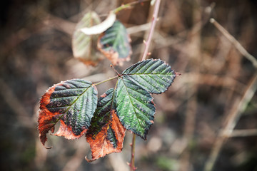 Colorful autumnal leaves, close-up natural photo