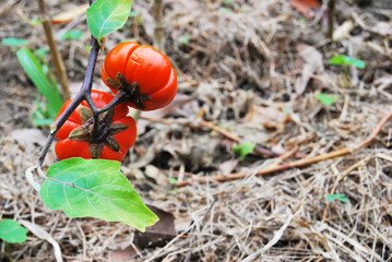 Small spine night hade/ Ornamental eggplant