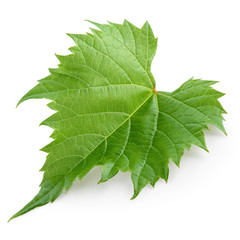 Obraz premium Grape leaf isolated on white. Full depth of field.