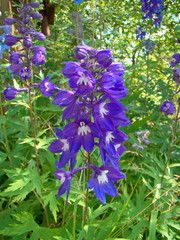 Dark blue delphinium flower
