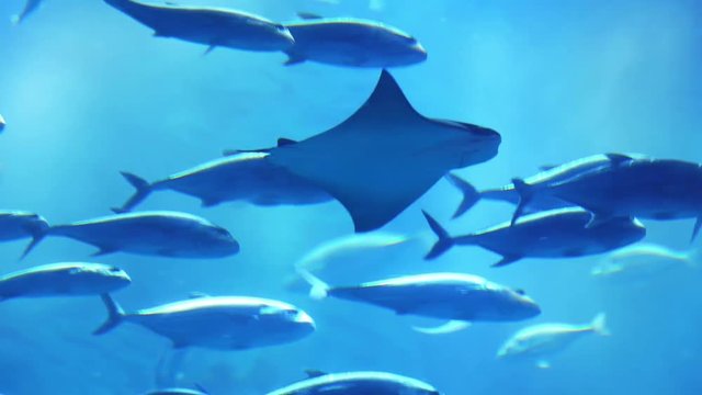 Different fish in aquarium