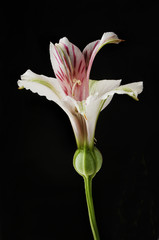 Alstroemeria flower against black