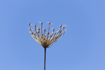 Dry wild plant on blue background.