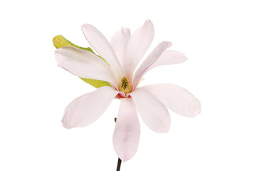 Fototapeta na wymiar Magnolia stellata flower