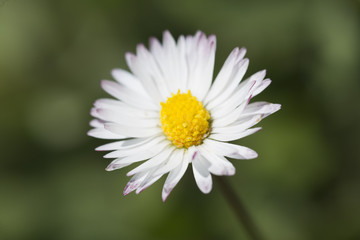 .361/5000.Common white daisy photographed close up.