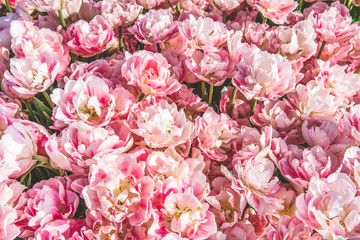 A closeup  of pink tulip in sun light.