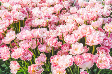 A closeup  of pink tulip in sun light.