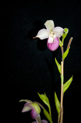 Fototapeta premium Beautiful Orchid Show Flower