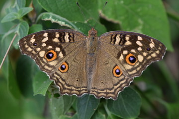 The pattern similar to the eyes on the wing the butterfly,The Lemon Pansy Butterfly ,Junonia lemonias on leaf with natural green background