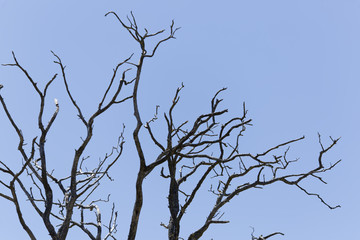 Branches of a dry walnut with sky background.
