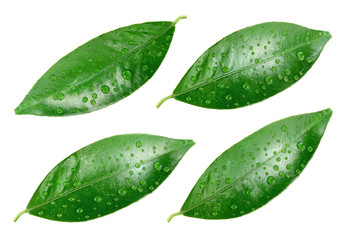 Citrus leaves with drops isolated on a white background. Collection. Full depth of field.