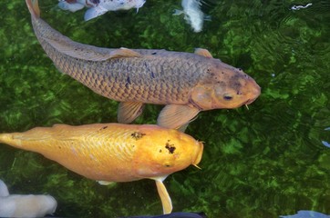 日本の観賞魚の鯉