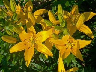 Yellow lily flowers