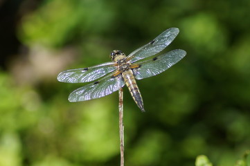 Libelle, dragonfly, Plattbauchlibelle