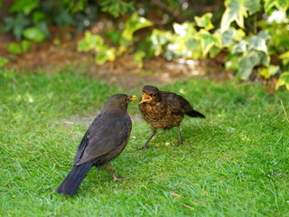 Fütterung,Amseln,Aufzucht