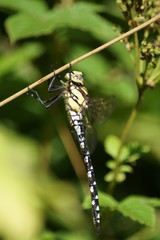 Libelle, Königslibelle, Ruhepause, Sonnenbad