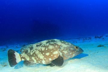Fototapeta premium Grouper fish