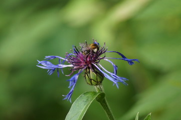 Fototapeta na wymiar Hummel, Bumblebee, blau, Kornblume