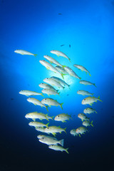 Fototapeta na wymiar Fish on ocean coral reef
