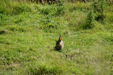 Wildhase, Hase, Bunny