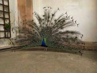 Peacock in Praque © Piotr