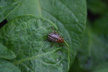 Potato bug on potato leaf