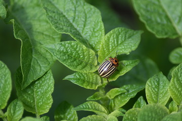 Potato bug on potato leaf