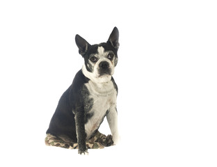 Boston terrier