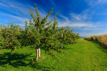 Rows of Honeycrisp apple trees in a commercial apple orchard. - 151246728